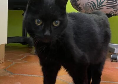 Fundtier Katze, Innsbruck  (09/2025)