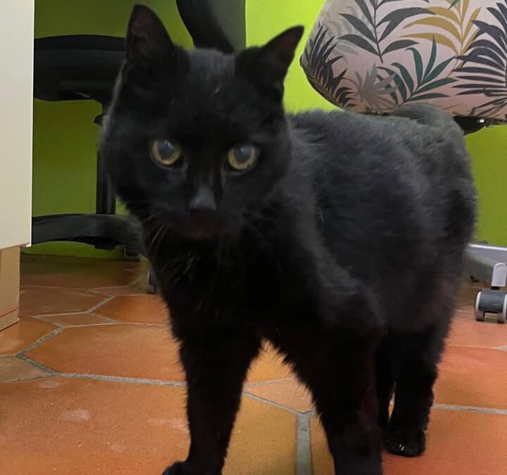 Fundtier Katze, Innsbruck  (09/2025)