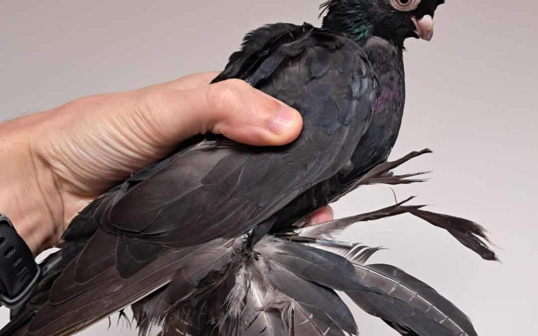 Fundtier Taube, Innsbruck  (09/2025)