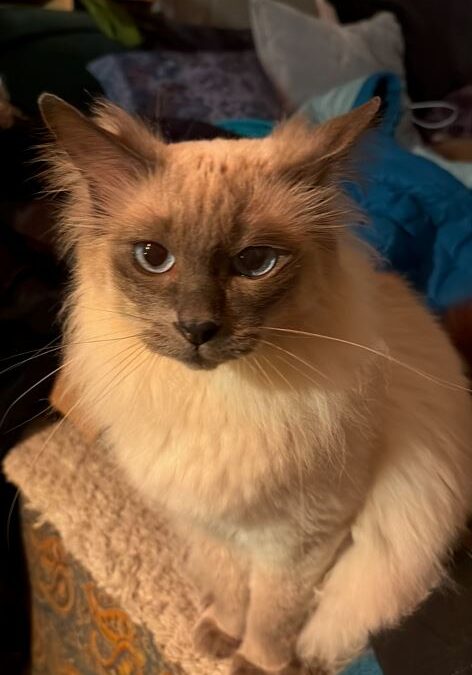 DaVinci, Innsbruck  (09/2025)