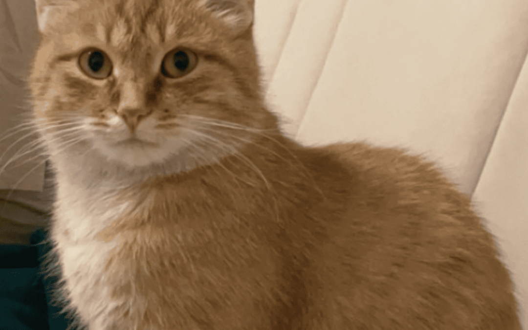 Minik, Innsbruck  (09/2025)