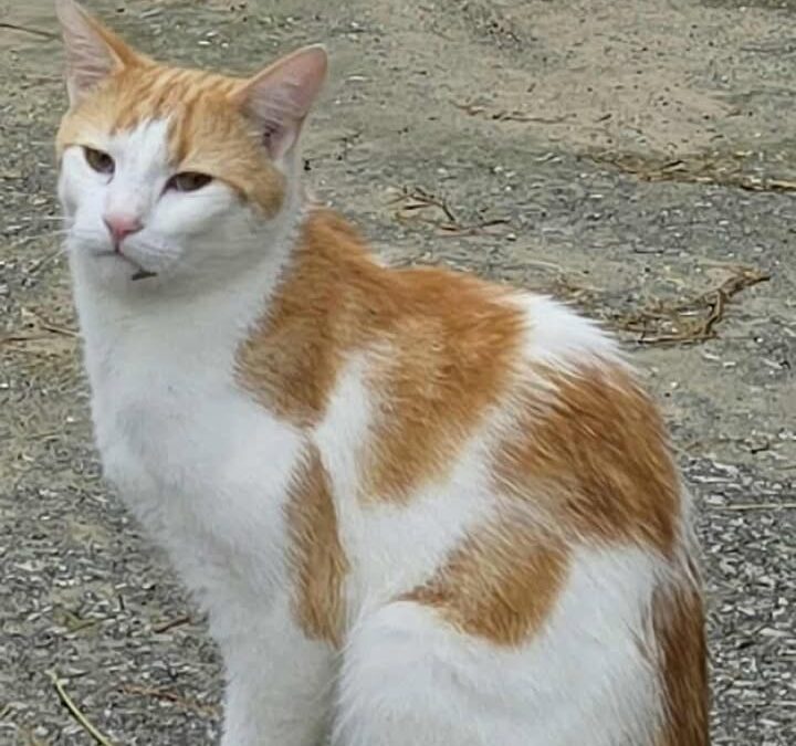 Foxi, Jenbach  (09/2025)