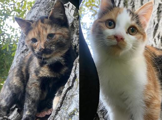Fundtiere Katzen, Kirchbichl  (09/2025)
