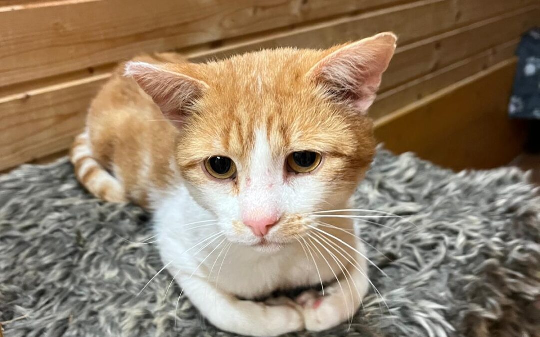 Fundtier Kater, Kufstein  (09/2025)
