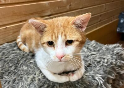 Fundtier Kater, Kufstein  (09/2025)