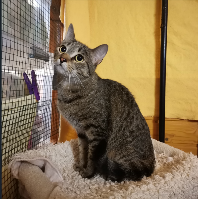 Fundtier Kater, Kufstein  (09/2025)