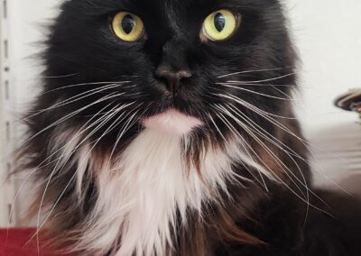 Mia