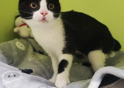 Fundtier Kater, Innsbruck  (09/2025)