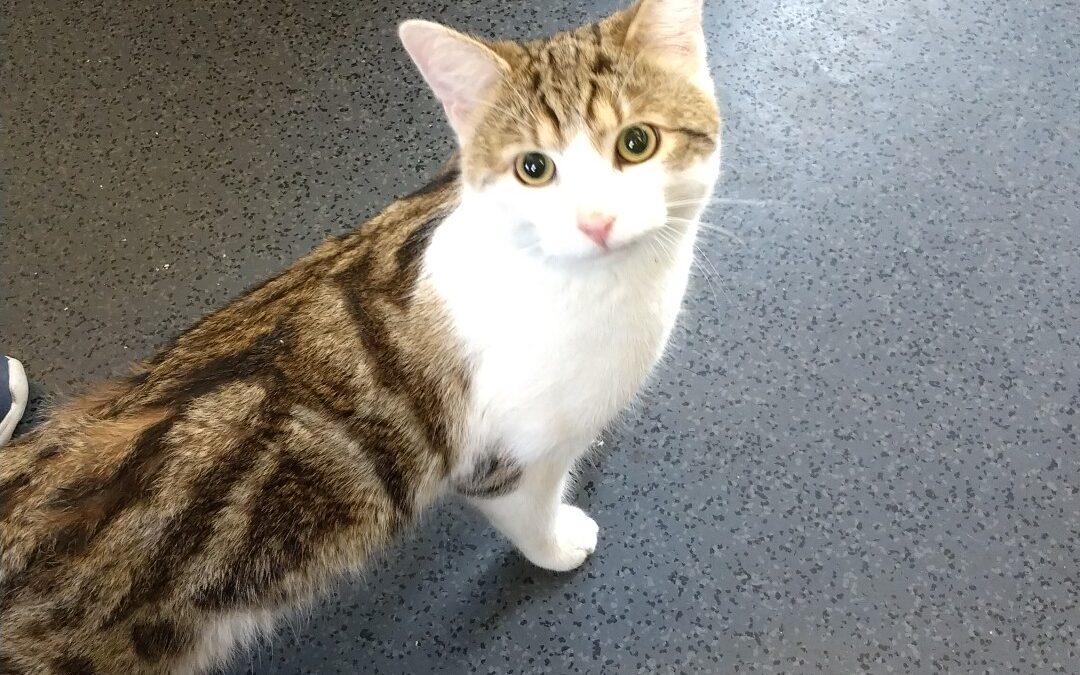 Simba, Obtarrenz  (09/2025)