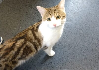 Simba, Obtarrenz  (09/2025)