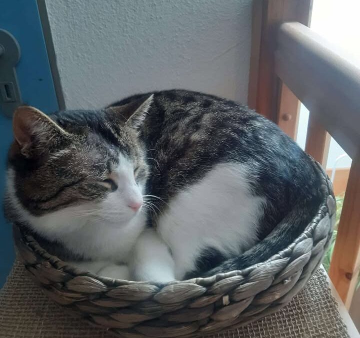 Elvis, Ötz  (09/2025)