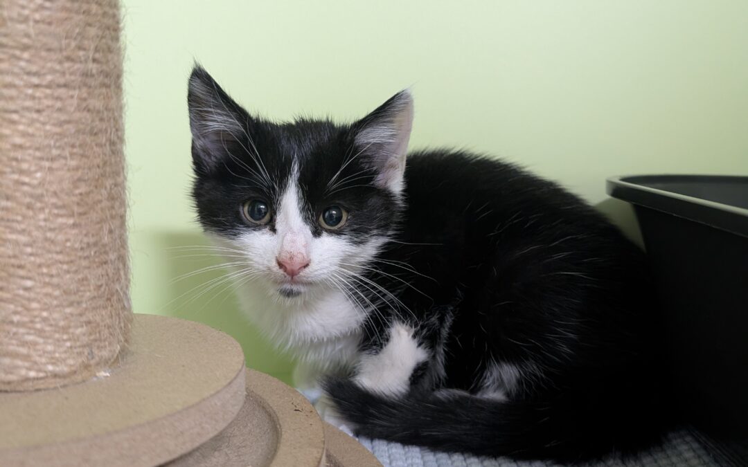 Fundtier Kater, Patsch  (09/2025)