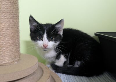 Fundtier Kater, Patsch  (09/2025)