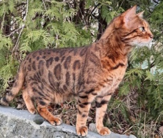 Simba, Pflach  (09/2025)