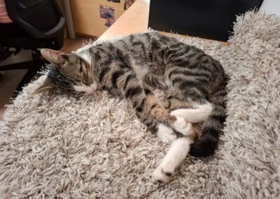 Fundtier Kater, Pill  (09/2025)