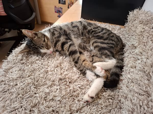Fundtier Kater, Pill  (09/2025)