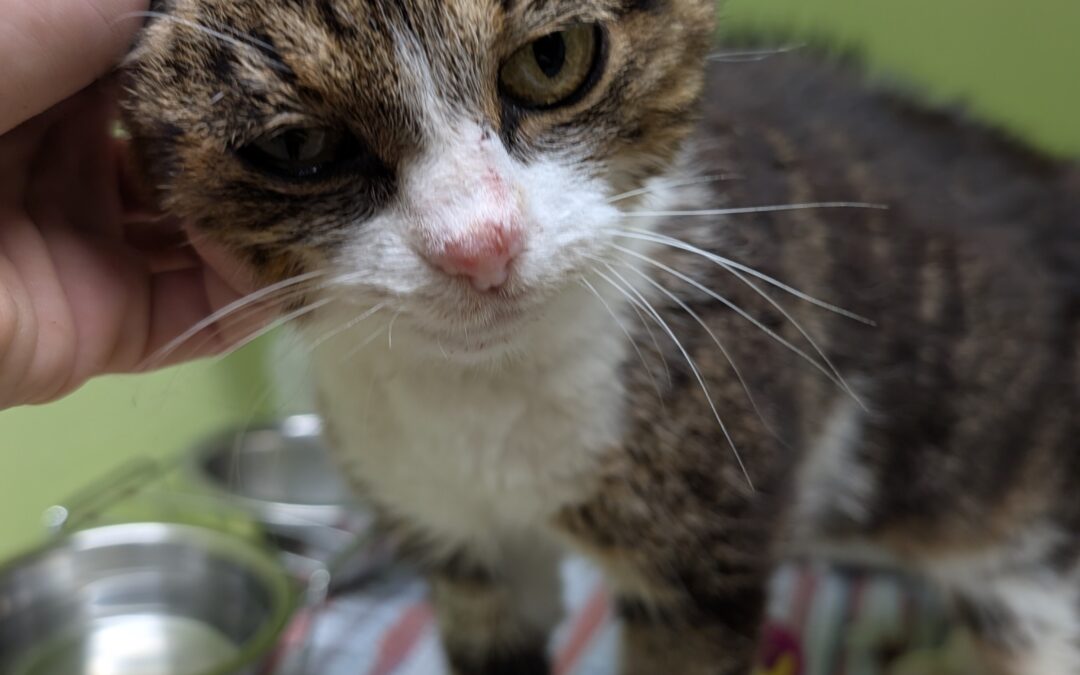Fundtier Katze, Schmirn  (09/2025)