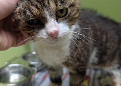 Fundtier Katze, Schmirn  (09/2025)