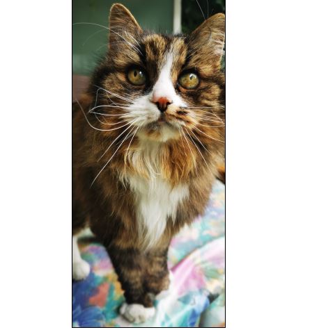 Sichtung Katze, Kundl(09/2025)
