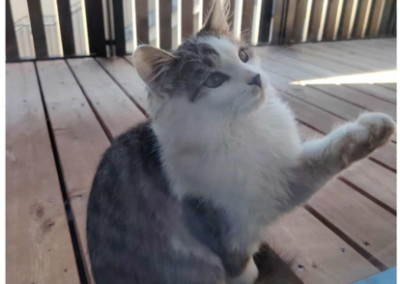 Fundtier Katze, Söll  (09/2025)