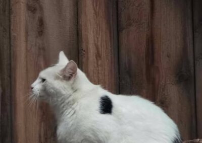 Fundtier Katze, Stans  (09/2025)