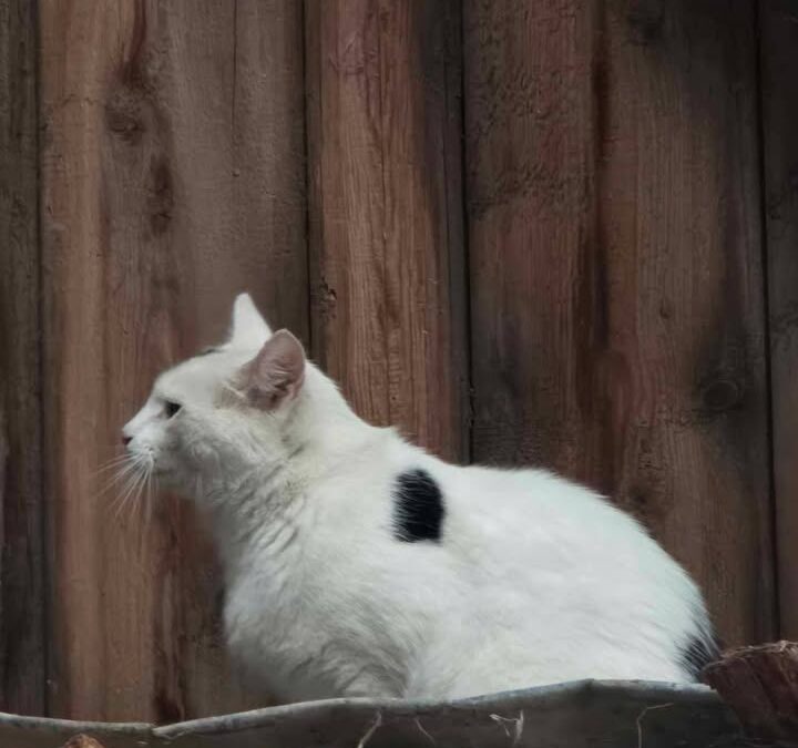 Fundtier Katze, Stans  (09/2025)