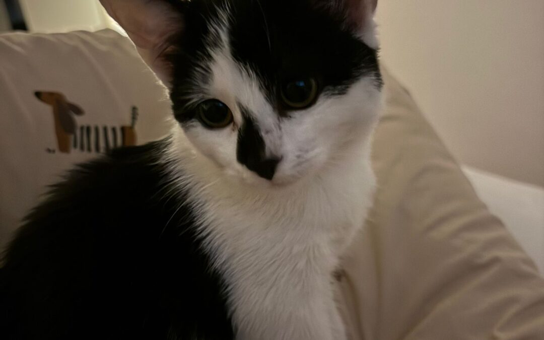 Fundtier Katze, Strass im Zillertal  (09/2025)
