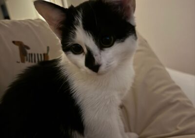 Fundtier Katze, Strass im Zillertal  (09/2025)