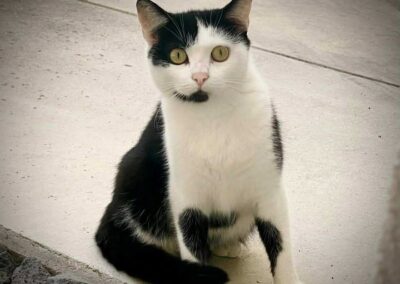 Fundtier Katze, Telfs  (09/2025)