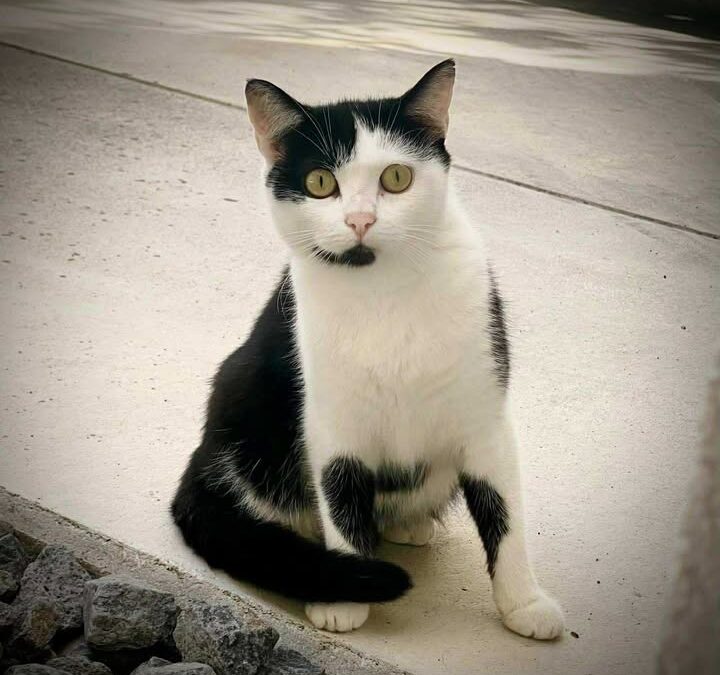 Fundtier Katze, Telfs  (09/2025)