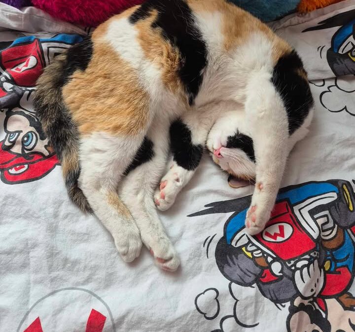 Nala, Volders  (09/2025)