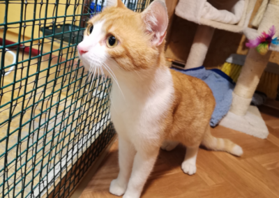 Fundtier Kater, Wörgl  (09/2025)
