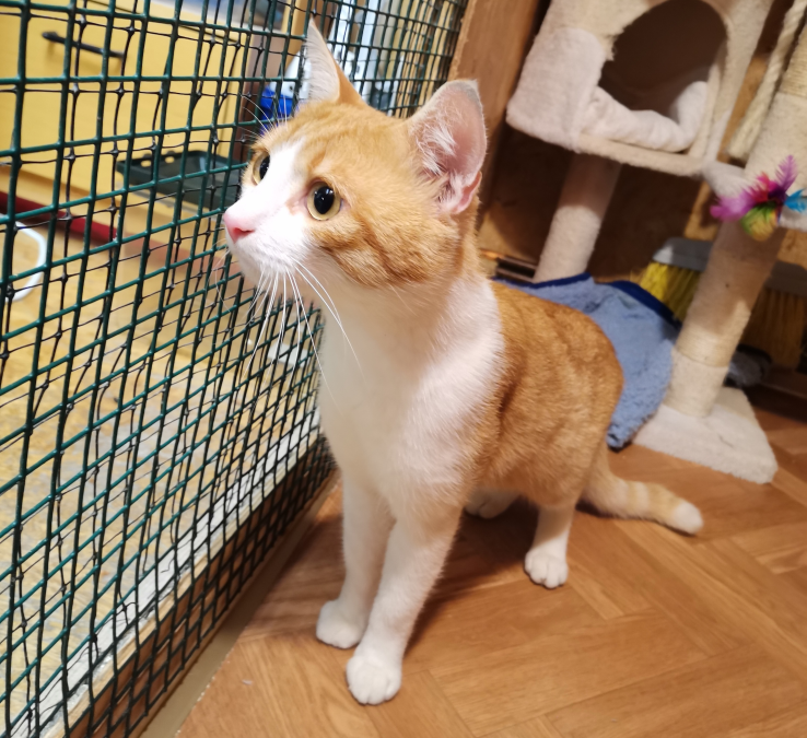 Fundtier Kater, Wörgl  (09/2025)