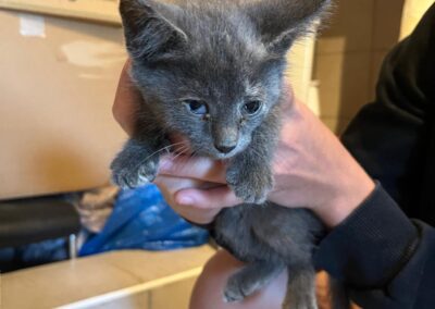 Fundtier Katze, Wörgl  (09/2025)