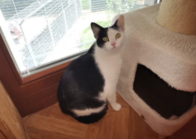 Fundtier Katze, Wörgl  (09/2025)