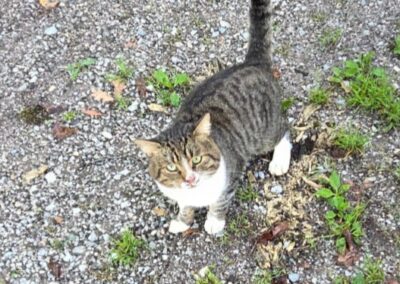 Sichtung Kater, Wörgl  (09/2025)