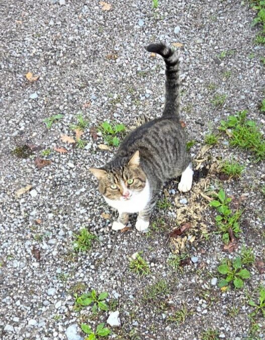 Sichtung Kater, Wörgl  (09/2025)