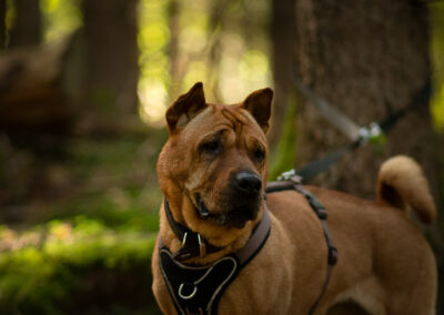 Xena