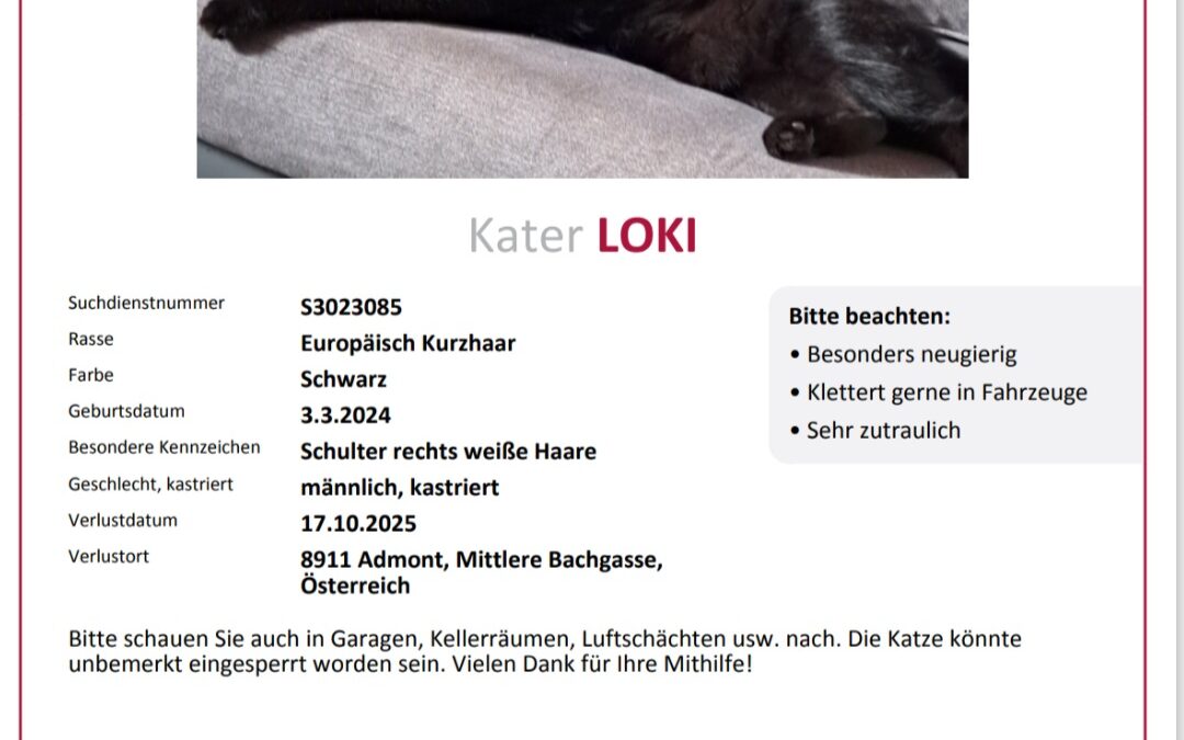 Loki, Admont OÖ  (10/2025)