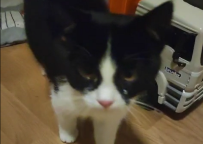 Fundtier Katze, Bad Häring  (10/2025)