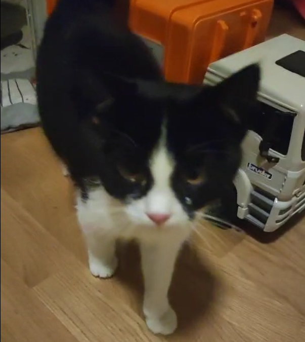 Fundtier Katze, Bad Häring  (10/2025)