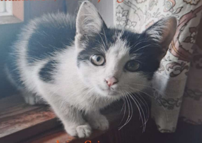 Kater, Bad Häring  (10/2025)