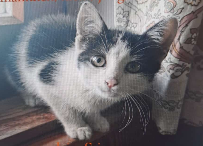 Kater, Bad Häring  (10/2025)