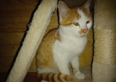 Fundtier Kater, Breitenbach  (10/2025)