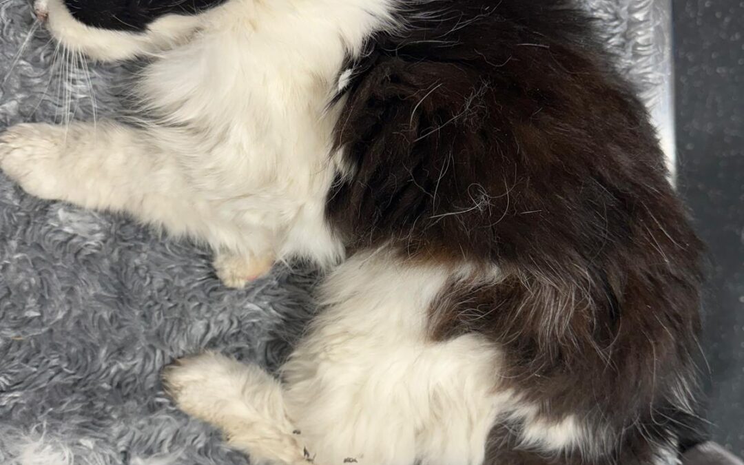 Fundkatze, Ebbs  (10/2025)