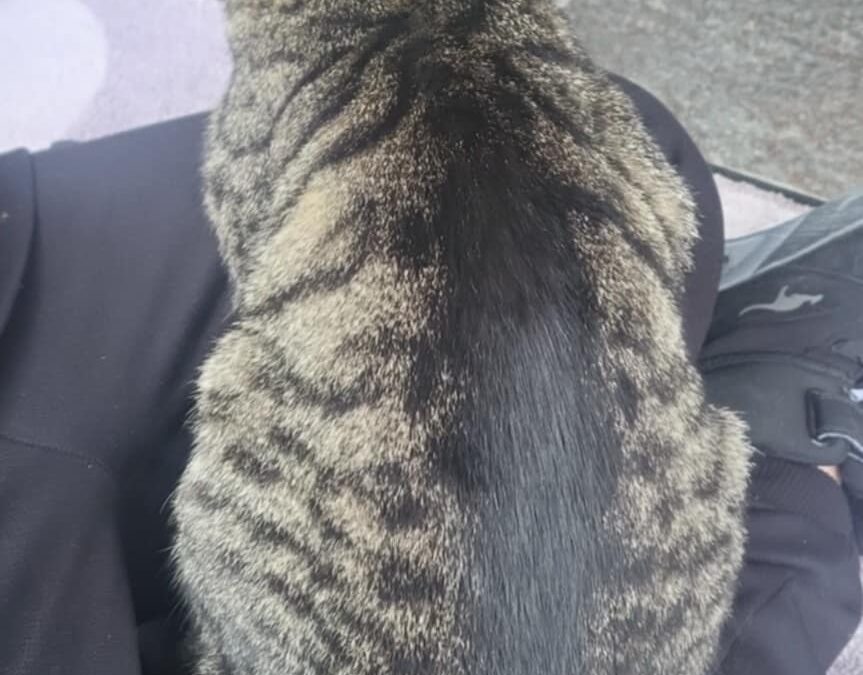 Fundtier Kater, Ebbs  (10/2025)