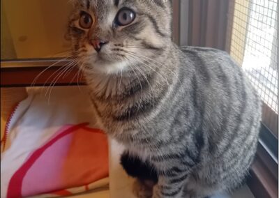 Fundtier Kater, Ellmau  (10/2025)