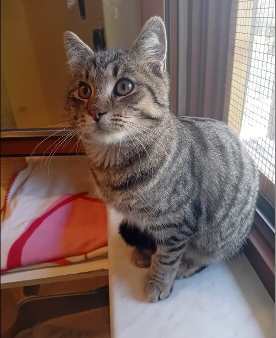 Fundtier Kater, Ellmau  (10/2025)