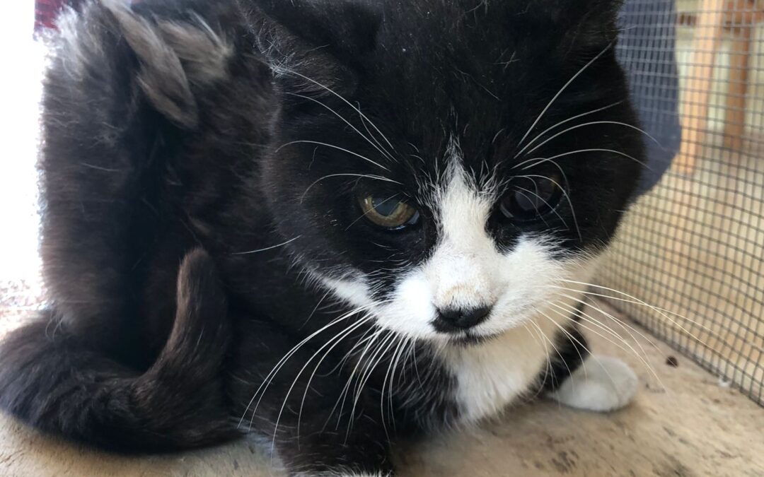 Fundtier Katze, Ellmau  (10/2025)