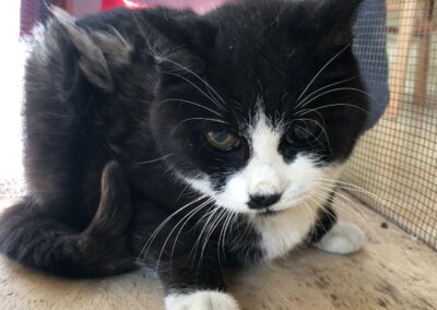 Fundtier Katze, Ellmau  (10/2025)